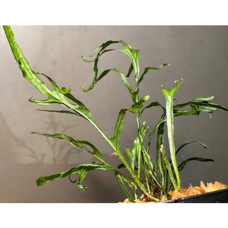 Microsorium sp. from Saripoi [LA0515-02]
