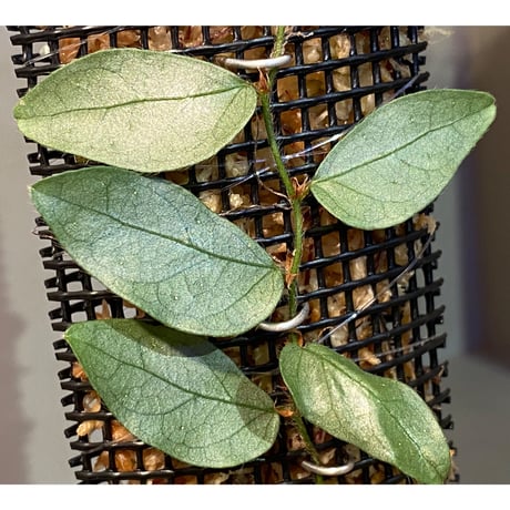 Ficus sp. "Muara wahau" white Kalimantan timur [TB]