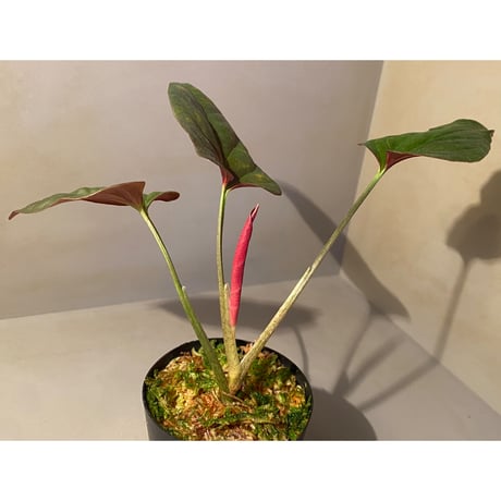 Syngonium sp. from Choco Colombia [tanakay]