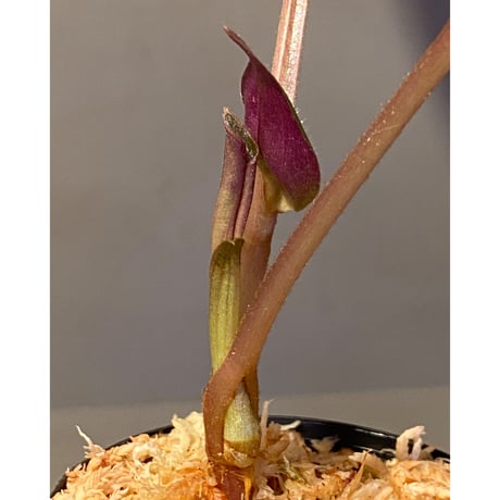 Spatholirion sp. from Guangxi