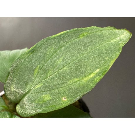 Homalomena sp. "Shirogane" SGR from Pulau Lingga [HW1017-XX]