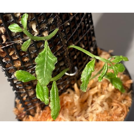 Teratophyllum ludens from Selangor Malaysia