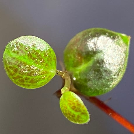 Peperomia sp. (インボイスbicolor)