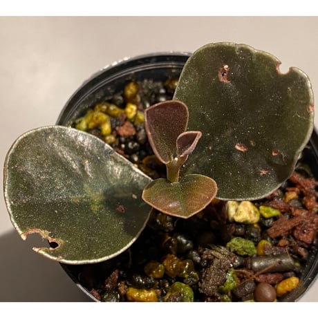 Ardisia sp. from West Kalimantan