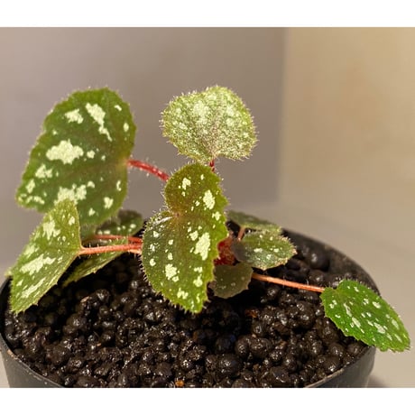 Begonia sp. from Cao Bang [YH050519] TK