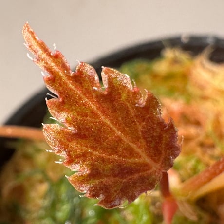 Begonia '煉獄-参' [LA hyb.-f1-01]