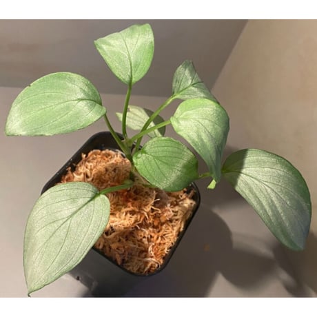 Homalomena sp. "Emerald Silver × ?" wf1 from Kepulauan Riau [KZT]