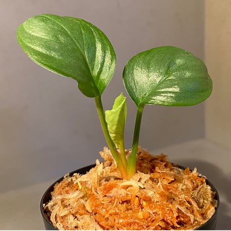 Homalomena sp. "Kayu Lapis" White Kal-barat [TB]