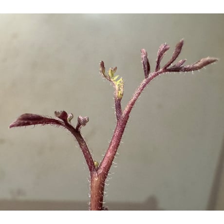 Solanum uleanum