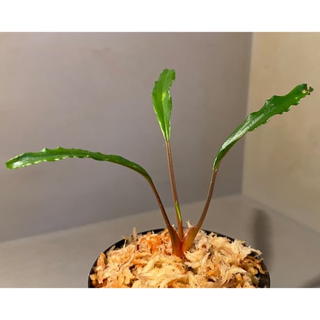 Homalomena vittifolia from Sulawesi [LA0811-00] ②