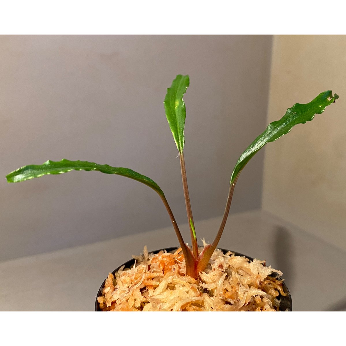 Homalomena aff. vittifolia \"赤備\" ホマロメナ　② Yahoo!オークション - 【タグ付き】Homalomena aff. vittifolia ”赤備
