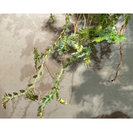 Selaginella willdenowii