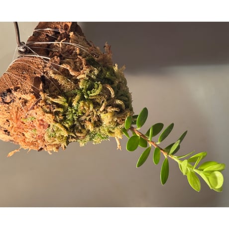 Plutarchia portillae [ECUAGENERA]