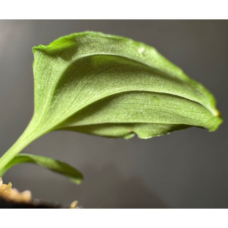Homalomena sp. "Kayu Lapis" White Kal-barat [TB]