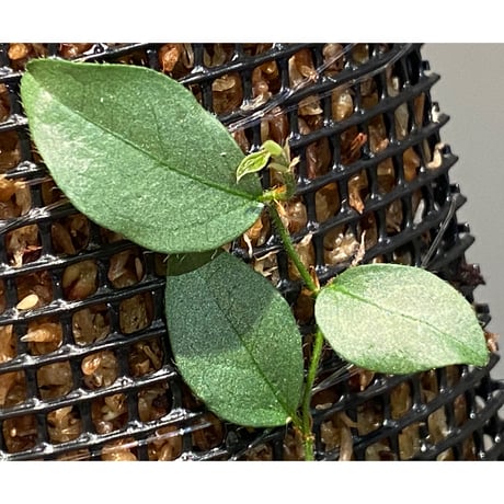 Ficus sp. "Muara wahau" white Kalimantan timur [TB]