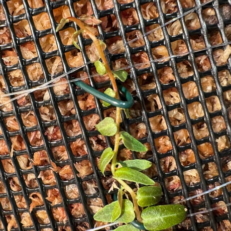 Marcgravia umbellata [Equaflor-A]