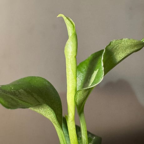 Aglaonema pictum [LA0915-z-s-11]