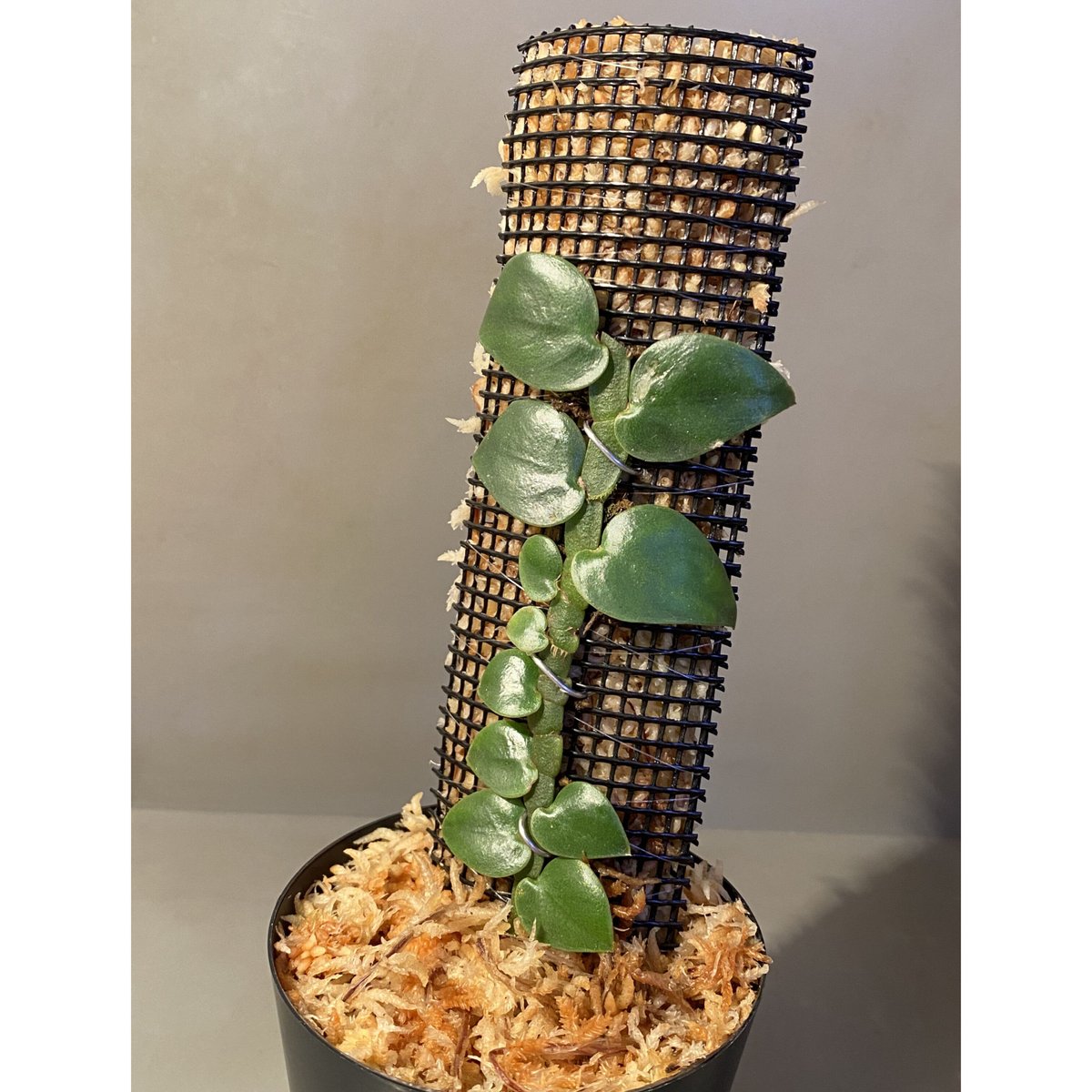 熱帯植物: Rhaphidophora sp. Kpg. Lui Muda 熱帯植物: Rhaphidophora sp. Kpg. Lui Muda 熱帯植物