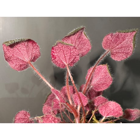 Sonerila dongnathamensis [LA]