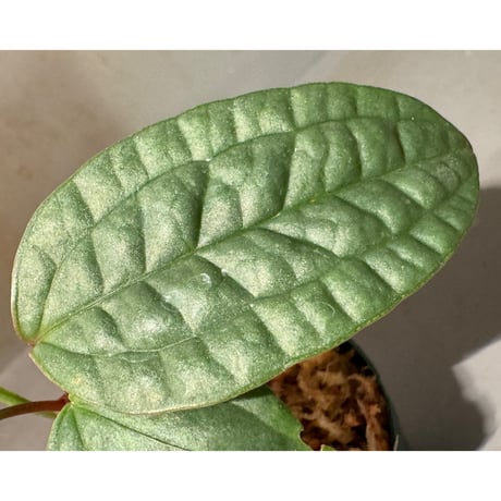 Anthurium arisaemoides