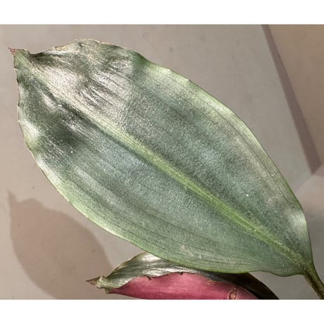 Dracaena sp. from Landak West Kalimantan