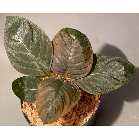 Ophiorrhiza sp. from Papua Barat [LA0319-01]