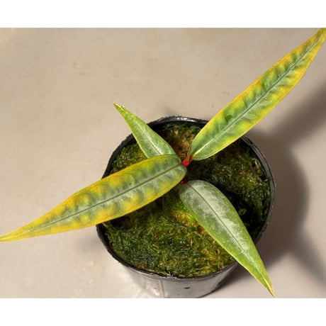 Labisia sp. from "Lebong" Bengkulu [TB]