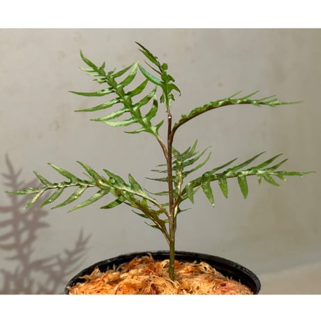 Labisia sp. from Central Papua
