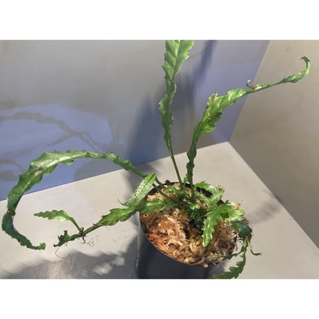 Microsorum sp. Short Dragon Tail
