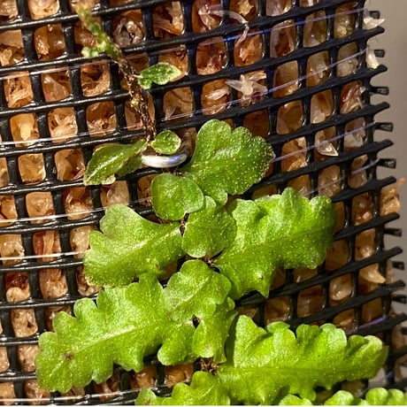 Teratophyllum "Birdwing-fern" from Bentong [AZ0117-3]