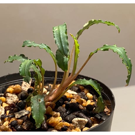 Bucephalandra sp. "Mangat" [MF0417-2A]