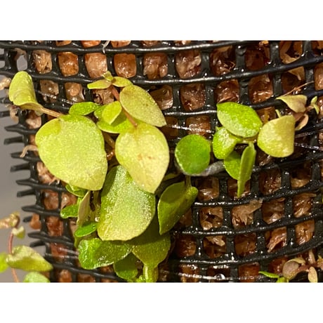 Ficus sp. from Aceh sumatera [LA0616-04]