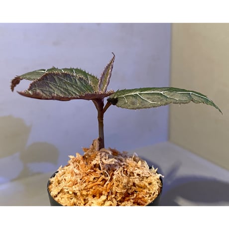 Ardisia gigantifolia [LA]
