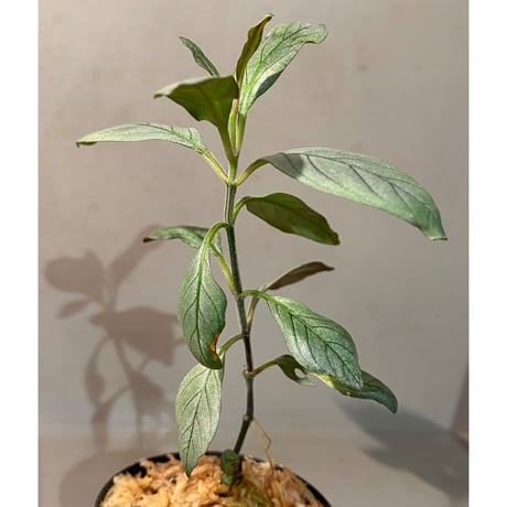 Acanthaceae gen. from Laos [LA]
