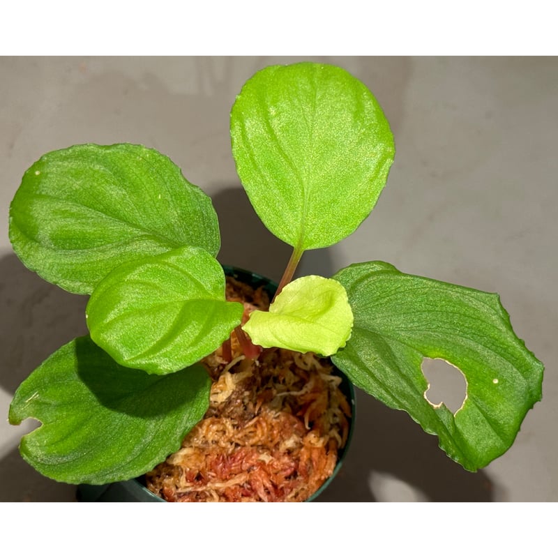 Homalomena sp. 緑甲冑 BNN 緋隠し【AZ0823-11otr】 Homalomena sp. 緑