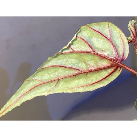 Begonia sp. from Sarikei [R1214-03a]