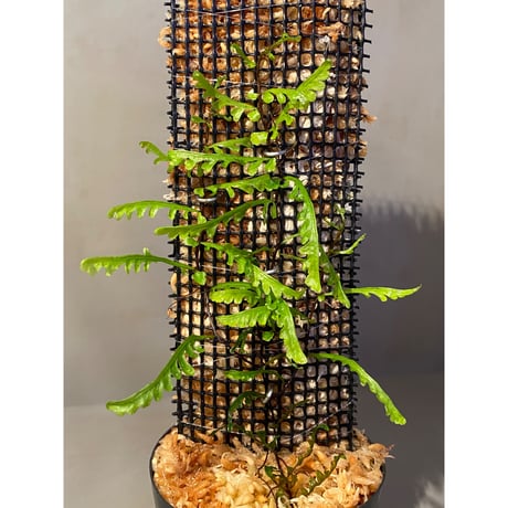 Teratophyllum aculeatum from Nanga pinoh [TB]