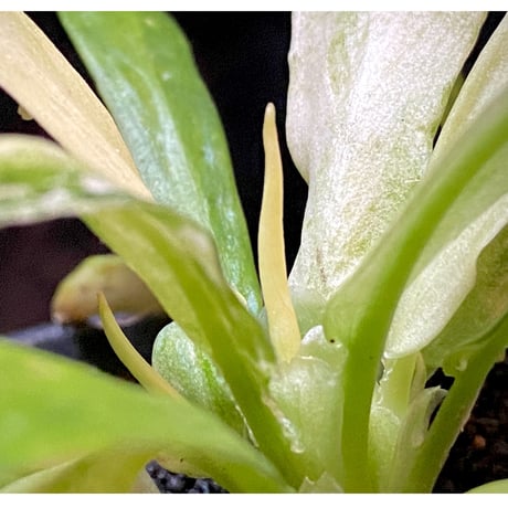 Schismatoglottis sp. "初霜錦" from Murung raya [LA0515-05]