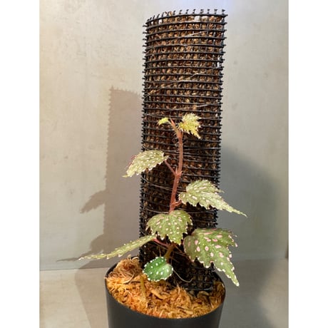 Begonia sp. from Luzon Aurora Philippines 標高500m付近　[KSB]