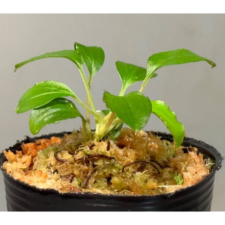 Homalomena sp. "エッジタイプ" from Mahakam hulu [TB]