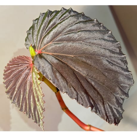 ベゴニア | STORES