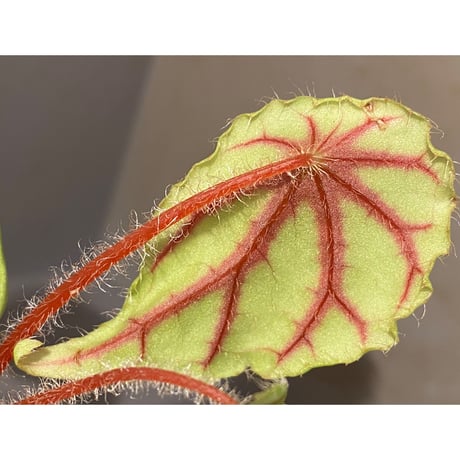 Begonia quadrialata ssp. nimbaensis