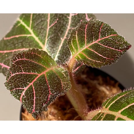 Pearcea hypocyrtiflora from Rio Napo Ecuador [tanakay] 赤葉脈