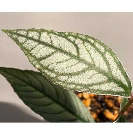 Ardisia sp. from Ache Sumatera [ L A]