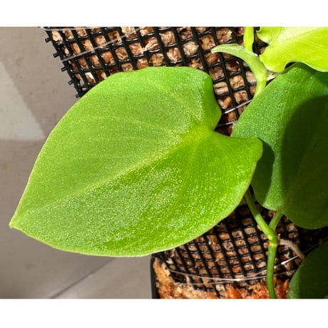 Philodendron sp. from Iquitos Peru [tanakay]