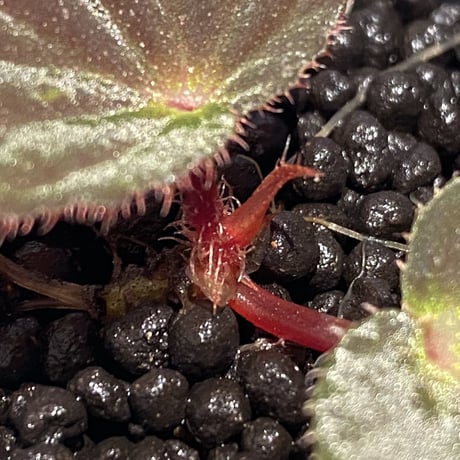 Begonia sp. from Pulau Halmahera [LA0314-02]