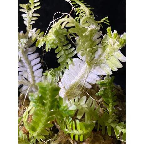 Selaginella sp. バリエガータ from "Nanga pinoh" [TB]