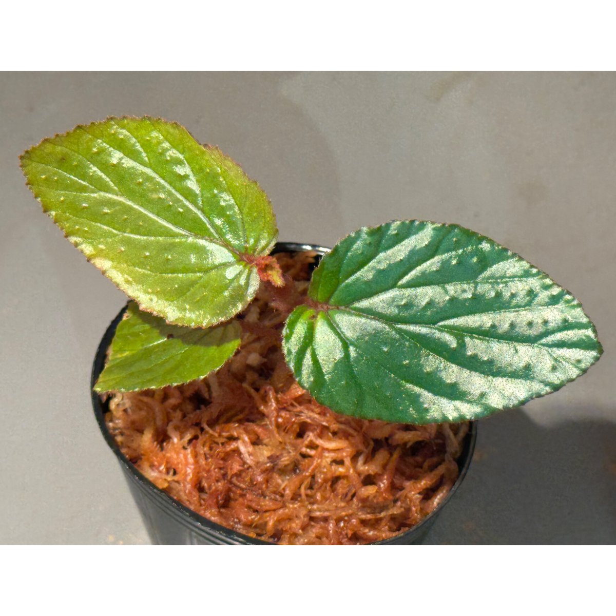 専用 超希少❣️Begonia sp. 'Kapuas hulu' 赤毛 ベゴニア 専用 超希少
