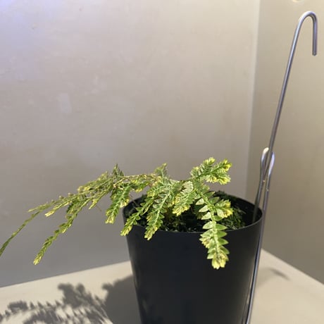 Selaginella sp. from Iquitos Peru [tanakay]