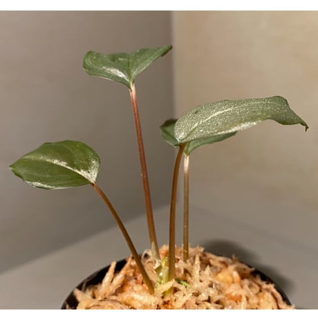 Homalomena sp. "Silver Bullet" from Pulau Lingga [AZ0917-1]